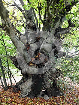 Knobbly Tree