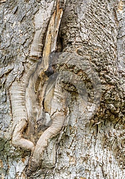 Knobby bark of an old tree