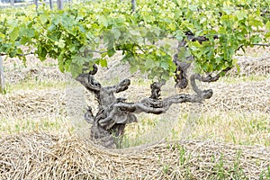 Knobby Grapevine, old grapevine in Barossa Valley, Australia