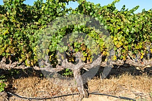 Knobby grapevine, old grapevine in Stellenbosch, South Africa