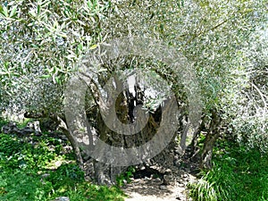 Knobby hollow trunk of an ancient olive tree, the national tree of Israel