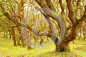 A knobby oak tree in a forest. North Holland dune reserve, Netherlands