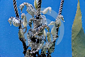 The knobby seahorse - short-headed seahorse