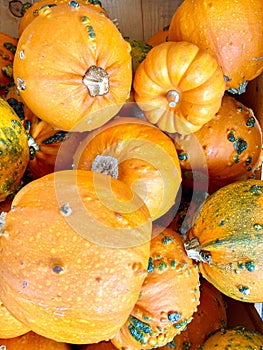 Knobby Small Orange Pumpkins