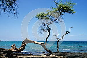 Knobby tree on a beach of Big Island, Hawaii