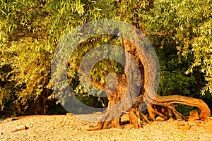 A knobby willow tree at the bank of river Rhine in the evening sun. Baden-Wuerttemberg, Germany