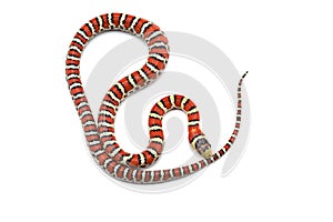 Knobloch`s king snake on white backgound