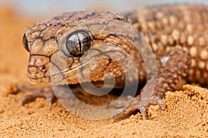 Knobtail gecko