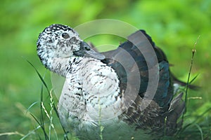 Knock-billed duck