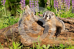 Knock knock who`s there said the baby badger