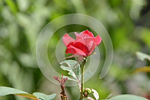 Knock out Rose on a bush.