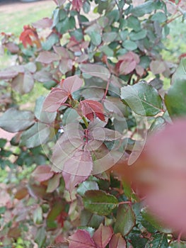 Knock out roses leafing out