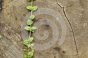 Knocked down the trunk. Jars of tree and plant leaves