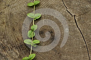 Knocked down the trunk. Jars of tree and plant leaves climbing frail against the trunk