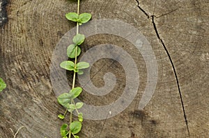 Knocked down the trunk. Jars of tree and plant leaves climbing frail against the trunk