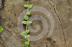 Knocked down the trunk. Jars of tree and plant leaves climbing frail against the trunk