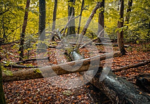 Knocked out tree in a beautiful forest