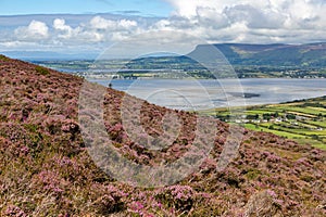 Knocknarea mountain vegetation with ocean in background