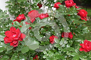 Knockout Red Garden Rose bush in a summer residential landscape