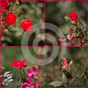 Knockout red roses collage