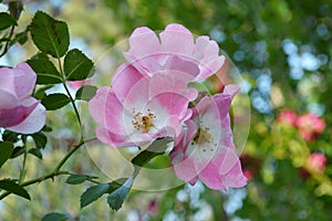 Knockout Rose Flower Group, Pink