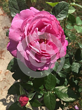 Knockout Rose in Spring