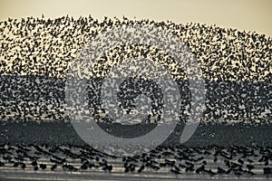 Knot, Calidris canutus