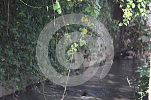 Knot of creepers hanging down the sewage canal. It is amzing how nature has it& x27;s balance. photo