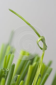 Knot on a footstalk, a single grass trunk tied in a bow