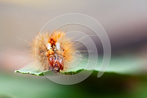 Knot Grass (Acronicta rumicis)