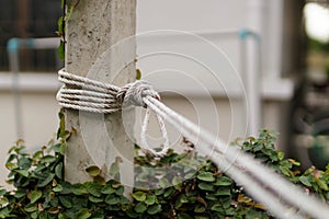 A knot of a long rope on a concrete pole around a fence covered with green plants and leaves.