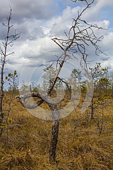 knot in node pitch pine on raised bog