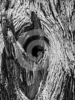 Knot of old dry tree