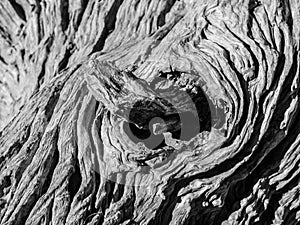 Knot of old dry tree