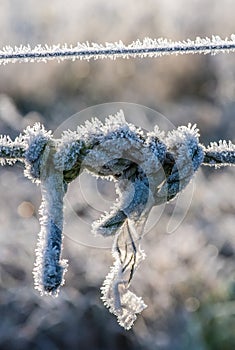 Knot with rime, photographed after a frosty night.
