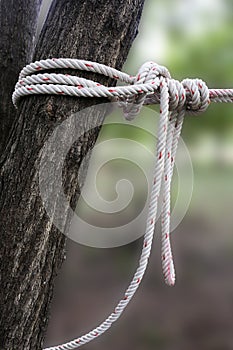 Knot on rope to tie the tree