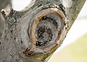 Knot in tree branch