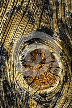 A knot in the wood