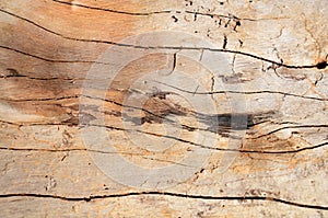 Knot wood Background