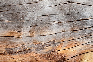 Knot wood Background