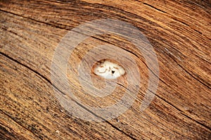 Knot wood Background