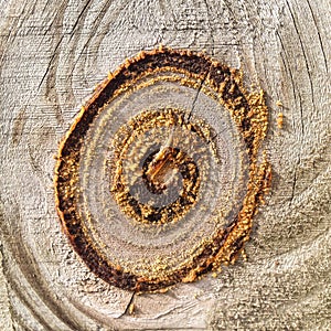 Knot in wood on a fence