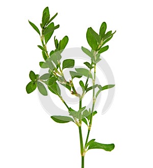 Knotgrass plant, Polygonum aviculare