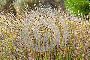 Knotted club-rush with brown flower head on spikes growing at sa