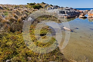 Knotted club-rush, colorful Beaded glasswort growing on coastal