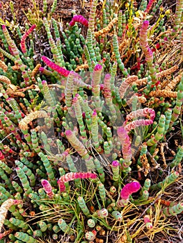 Knotted club-rush, colorful Beaded glasswort, salt marsh plant i
