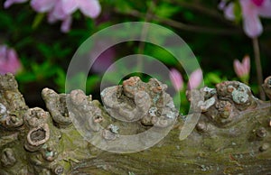 Knotted Crepe Myrtle Branch