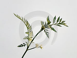 Knotted hedge parsley plant or torilis nodosa also known as short sock-destroyer isolated on white background.