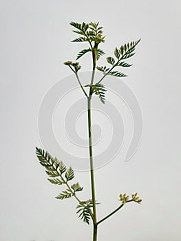 Knotted hedge parsley (torilis nodosa) plant isolated on white.