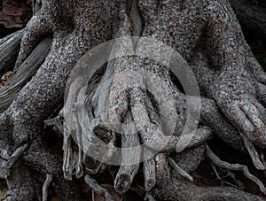 Knotted Mess of Tree Roots